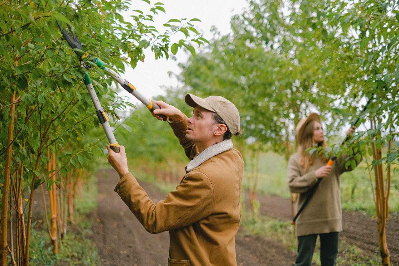 Reliable Steelville, MO Tree Service Solutions